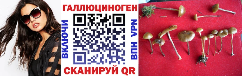 Псилоцибиновые грибы Cubensis  ОМГ ОМГ ссылки  Геленджик 